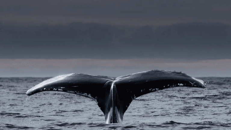 Atlantic Whale & Wildlife Tours