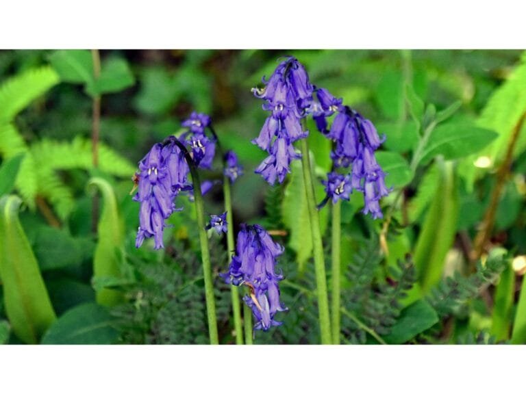 Bluebells Walk Courtmacsherry
