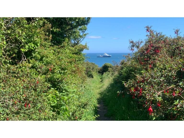 The Fuchsia Walk – Courtmacsherry